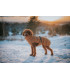 Abrigo  Hunter Paxson Marron