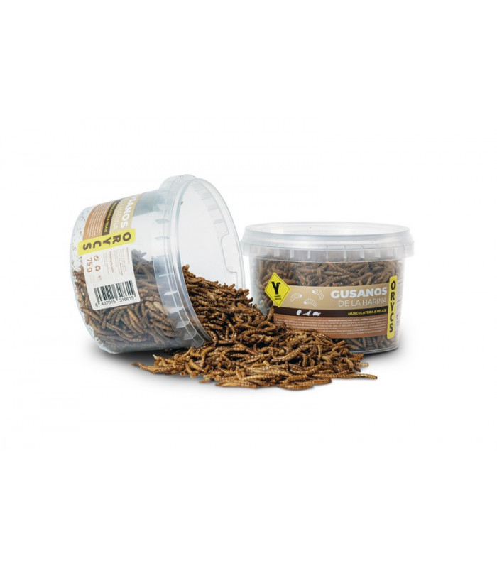 ORYCS Gusanos de la Harina