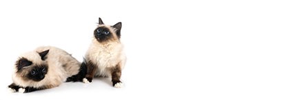 Gatos en Amazonas Mascotas