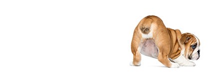 Perros en Amazonas Mascotas